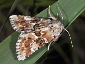 Eremobia ochroleuca D. & S. adulte - Philippe Mothiron