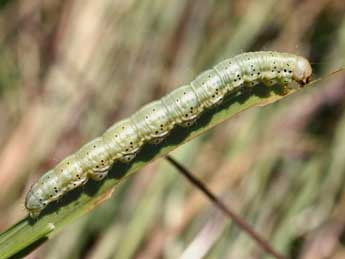  Chenille de Eremobia ochroleuca D. & S. - Serge Wambeke