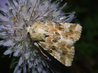 Eremobia ochroleuca D. & S. adulte - ©Philippe Mothiron