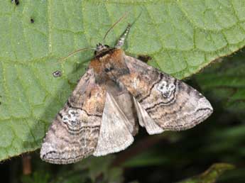 Tethea ocularis L. adulte - Philippe Mothiron