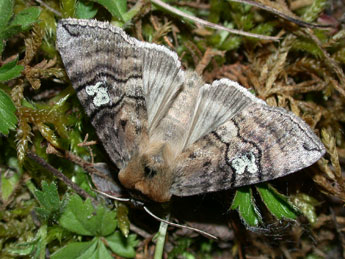 Tethea ocularis L. adulte - ©Philippe Mothiron