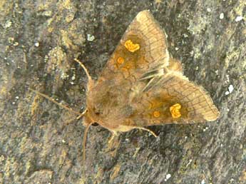 Amphipoea oculea L. adulte - Olivier Pineau