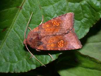 Amphipoea oculea L. adulte - ©Philippe Mothiron