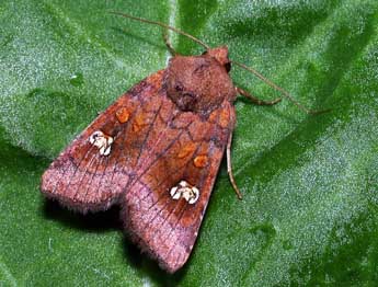 Amphipoea oculea L. adulte - Philippe Mothiron