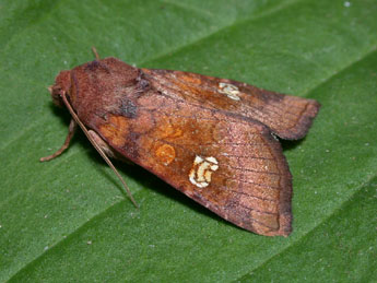 Amphipoea oculea L. adulte - ©Philippe Mothiron