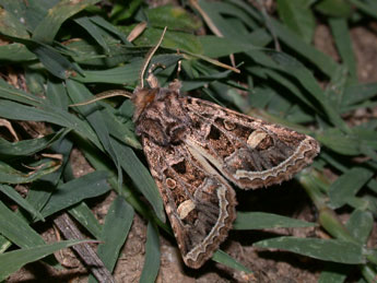 Leucochlaena oditis Gey. adulte - Philippe Mothiron