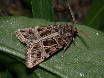 Leucochlaena oditis Gey. adulte - Philippe Mothiron