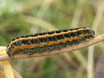  Chenille de Anarta odontites Bsdv. - ©Daniel Morel