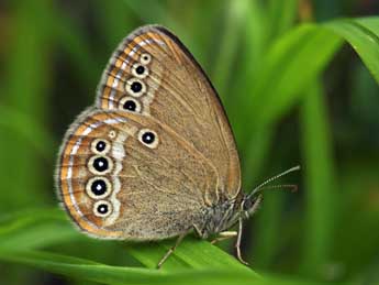 Coenonympha oedippus F. adulte - ©Daniel Morel