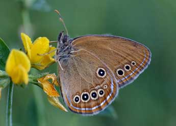 Coenonympha oedippus F. adulte - Daniel Morel