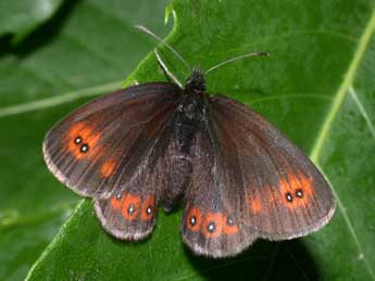 Erebia oeme Hb. adulte - ©Philippe Mothiron