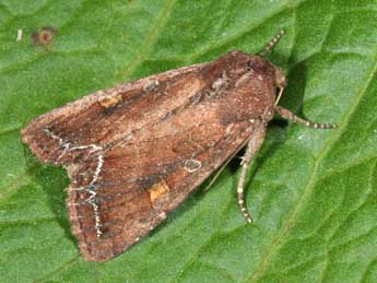 Lacanobia oleracea L. adulte - Philippe Mothiron