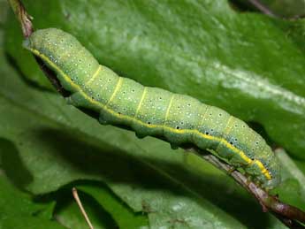  Chenille de Lacanobia oleracea L. - ©Philippe Mothiron