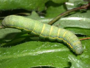  Chenille de Lacanobia oleracea L. - ©Philippe Mothiron