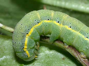  Chenille de Lacanobia oleracea L. - Philippe Mothiron