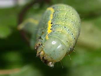  Chenille de Lacanobia oleracea L. - Philippe Mothiron