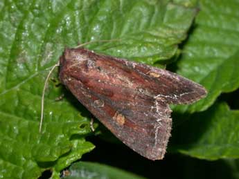 Lacanobia oleracea L. adulte - Philippe Mothiron