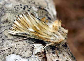 Teinoptera olivina H.-S. adulte - ©Daniel Morel