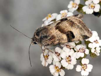 Heliothis ononis D. & S. adulte - ©Daniel Morel