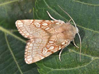 Dicycla oo L. adulte - Philippe Mothiron