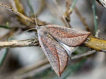 Compsoptera opacaria Hb. adulte - Daniel Morel