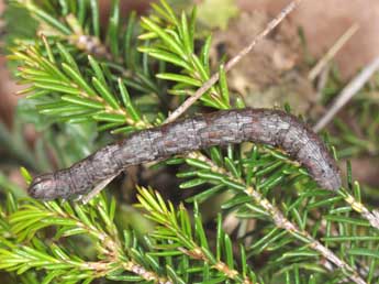  Chenille de Compsoptera opacaria Hb. - Philippe Mothiron