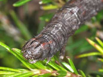  Chenille de Compsoptera opacaria Hb. - Philippe Mothiron