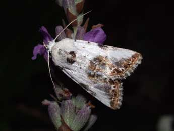 Calophasia opalina Esp. adulte - Philippe Mothiron