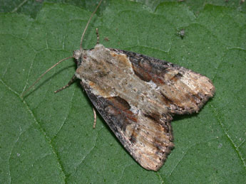 Lateroligia ophiogramma Esp. adulte - Philippe Mothiron