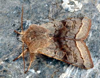 Orthosia opima Hb. adulte - Daniel Morel