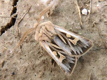 Eucoptocnemis optabilis Bsdv. adulte - Olivier Pineau