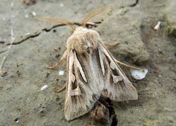 Eucoptocnemis optabilis Bsdv. adulte - Olivier Pineau