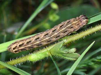  Chenille de Noctua orbona Hfn. - ©Philippe Mothiron