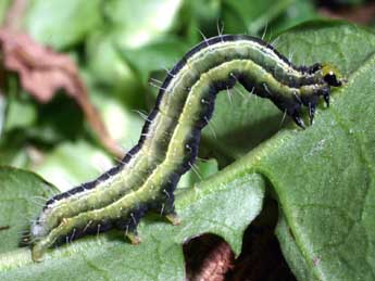  Chenille de Thysanoplusia orichalcea F. - ©Serge Wambeke