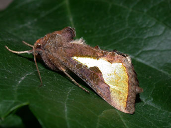 Thysanoplusia orichalcea F. adulte - Philippe Mothiron