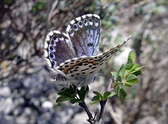 Scolitantides orion Pall. adulte - ©Jean-Pierre Arnaud