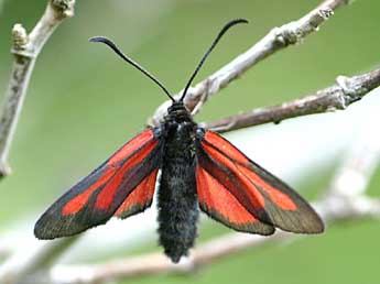 Zygaena osterodensis Reiss adulte - ©Louisette et Jean-Paul Coat