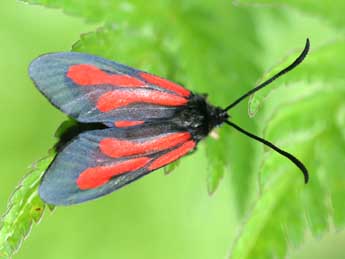 Zygaena osterodensis Reiss adulte - ©Louisette et Jean-Paul Coat