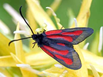 Zygaena osterodensis Reiss adulte - Louisette et Jean-Paul Coat