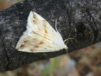 Eublemma ostrina Hb. adulte - ©Daniel Morel