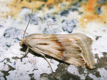 Eublemma ostrina Hb. adulte - Philippe Mothiron