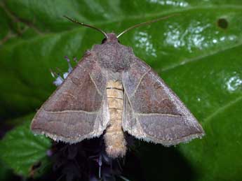 Mesogona oxalina Hb. adulte - Philippe Mothiron