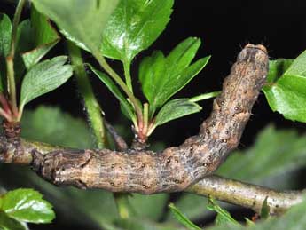  Chenille de Allophyes oxyacanthae L. - Philippe Mothiron