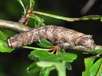  Chenille de Allophyes oxyacanthae L. - ©Philippe Mothiron