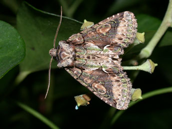 Allophyes oxyacanthae L. adulte - ©Philippe Mothiron