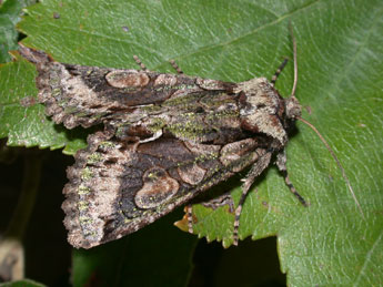 Allophyes oxyacanthae L. adulte - Philippe Mothiron