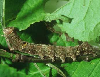  Chenille de Allophyes oxyacanthae L. - ©Philippe Mothiron