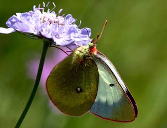 Colias palaeno L. adulte - ©Daniel Morel