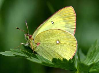 Colias palaeno L. adulte - Daniel Morel