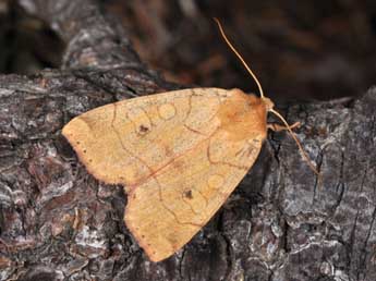 Enargia paleacea Esp. adulte - Philippe Mothiron